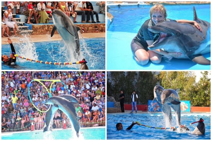 Dolphin show from sharm el sheikh
